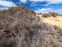 Dunes de Maspalomas